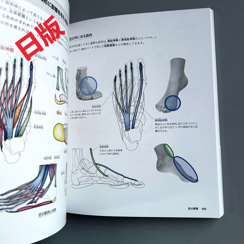 人体画の基礎：解剖学から遠近法まで。初心者向けの日本漫画スケ - Japanese Manga Drawing Tutorial Book のレビューと価格