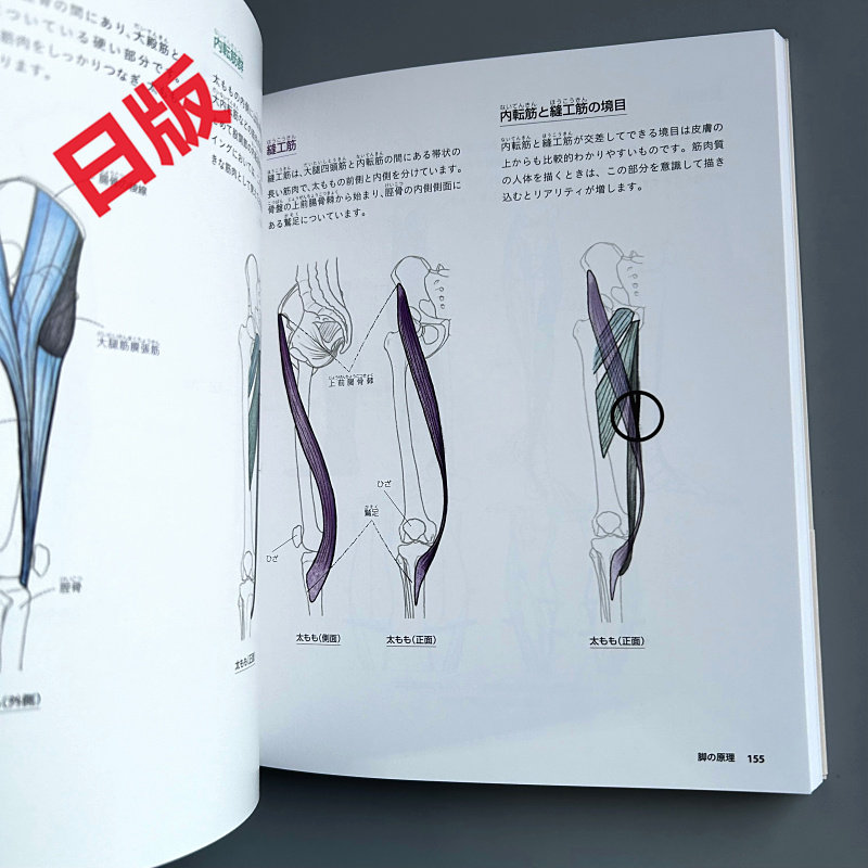人体画の基礎：解剖学から遠近法まで。初心者向けの日本漫画スケ - Japanese Manga Drawing Tutorial Book のレビューと価格